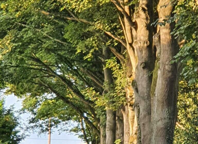 Aamiaismajoitus (B&B) Wood Rising