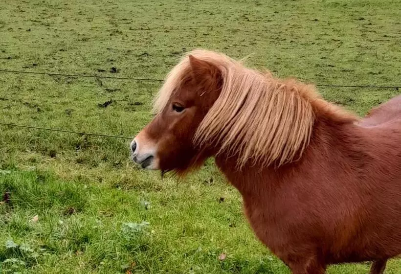 ベッドアンドブレックファースト Bed En Breakfast The Wooden Wall