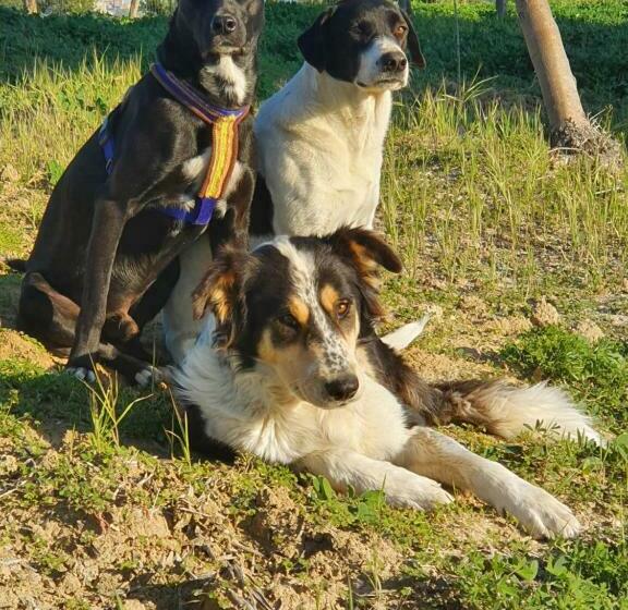 مبيت وإفطار Casa California