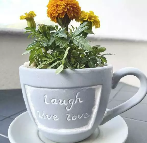 B & B Vilenia San Nicola Arcella