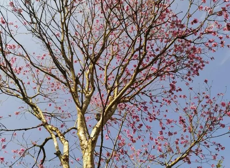 ペンション Pousada Vila Dos Sonhos