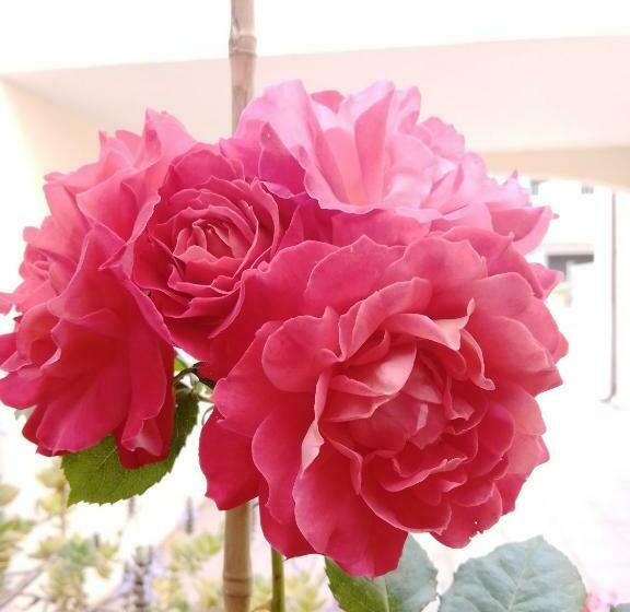 膳宿费 Vivere In Famiglia