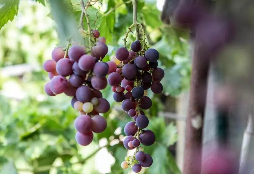 Farm Stay La Frescura Agriturismo