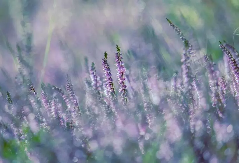 Bed & Breakfast Neeltje Soet