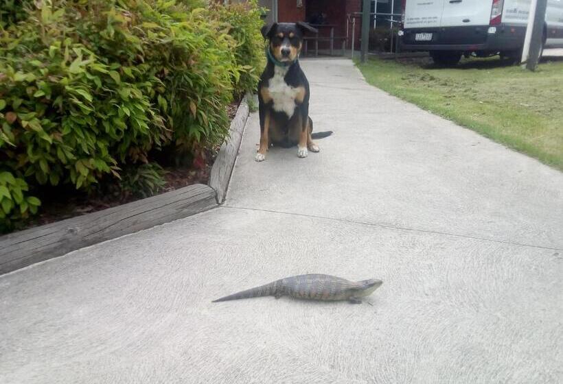 住宿加早餐  Sylvia Lodge A Step Back In Time Pet Friendly Homestay