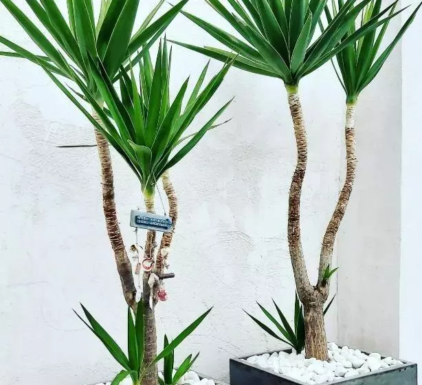 Aamiaismajoitus (B&B) La Suite Del Mar