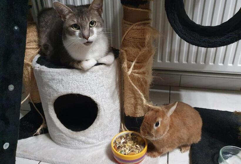 膳宿费 Duplex Swimming Cats