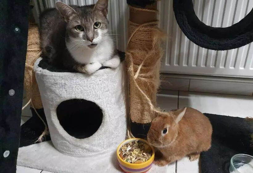 ペンション Duplex Swimming Cats