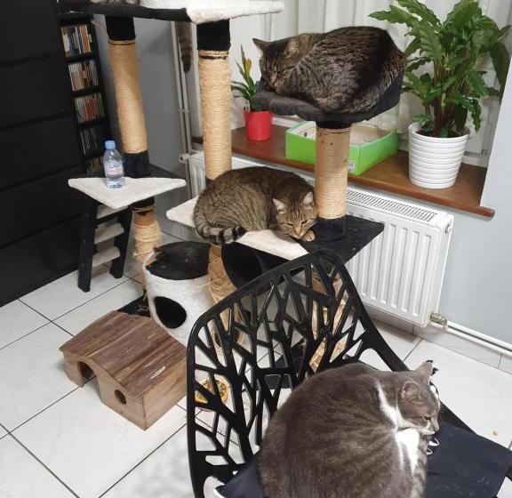 膳宿费 Duplex Swimming Cats