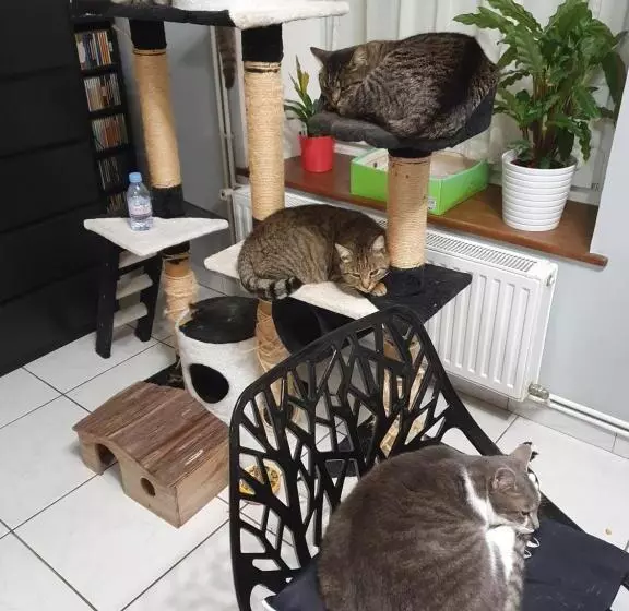 ペンション Duplex Swimming Cats