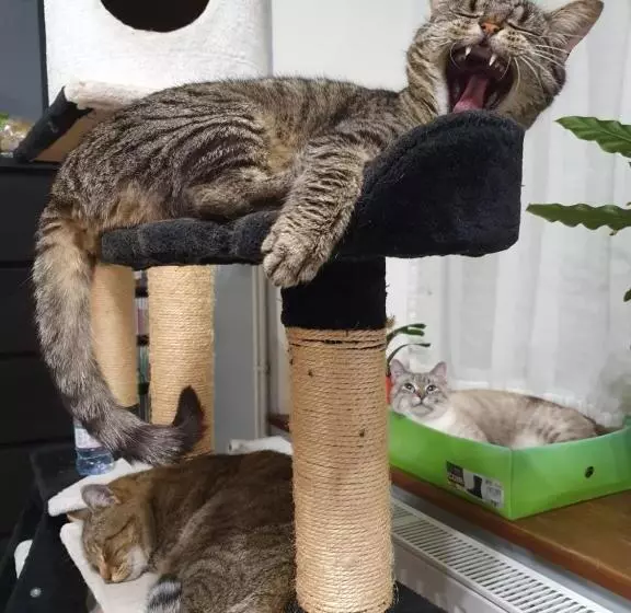 ペンション Duplex Swimming Cats