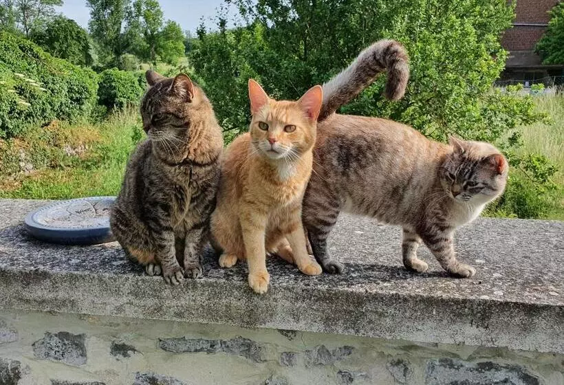 ペンション Duplex Swimming Cats