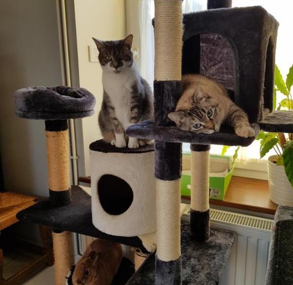 膳宿费 Duplex Swimming Cats