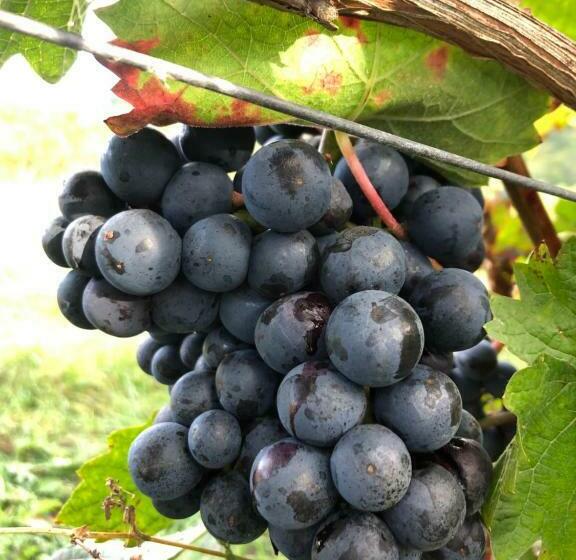 펜션 Weinquartier Kröv