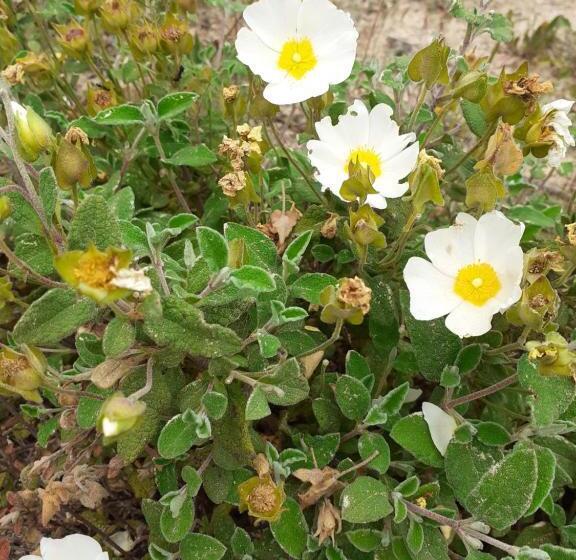 Casa Mirice In Residence Con Piscina ,wifi,climatizzatore Vicino Al Mare