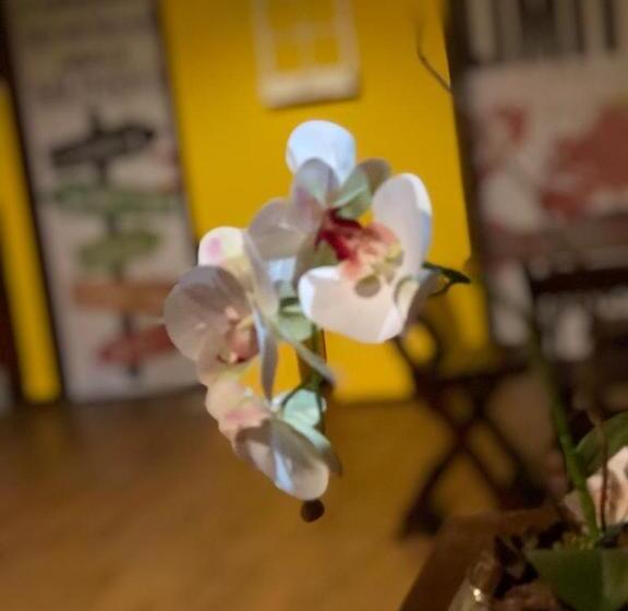 Hostel 4 Elementos 200 Metros Da Praia De Pernambuco E Do Mar Casado