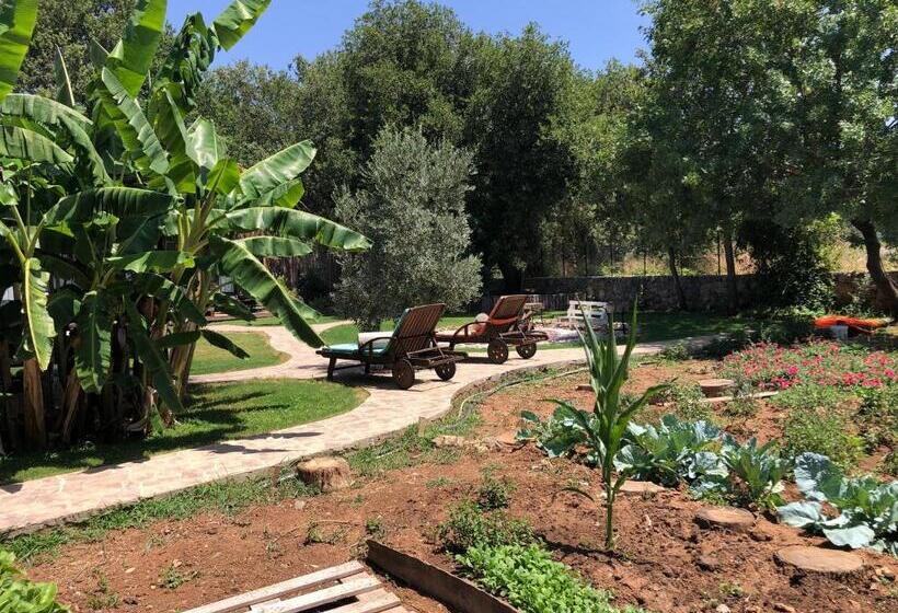 膳宿费 Tiny House Kayaköy Kumquat