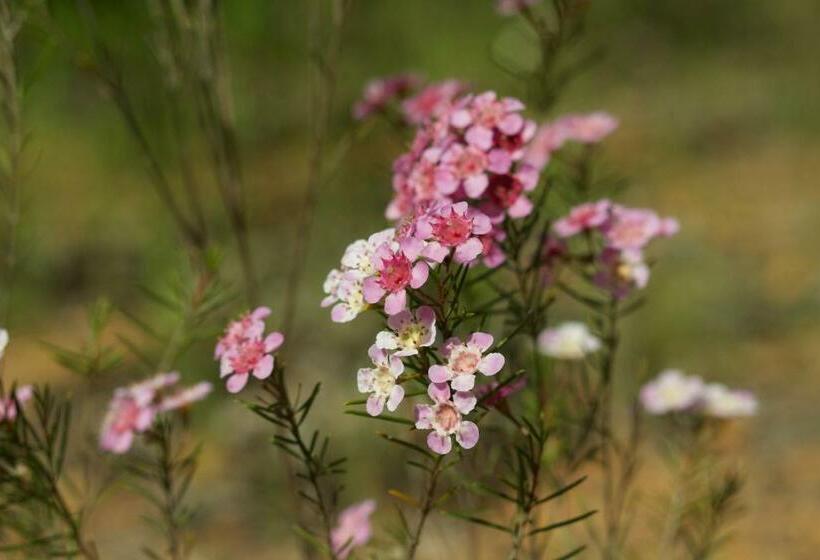 بنسيون Red Tail Retreat