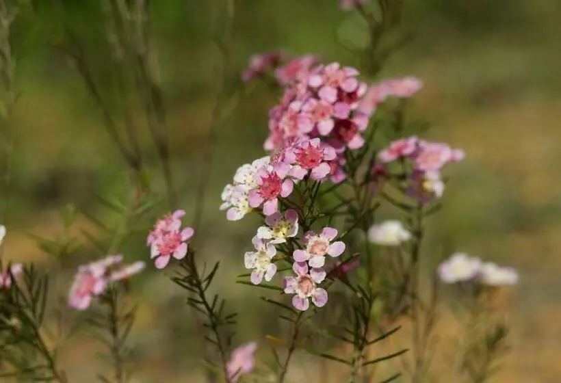 ペンション Red Tail Retreat