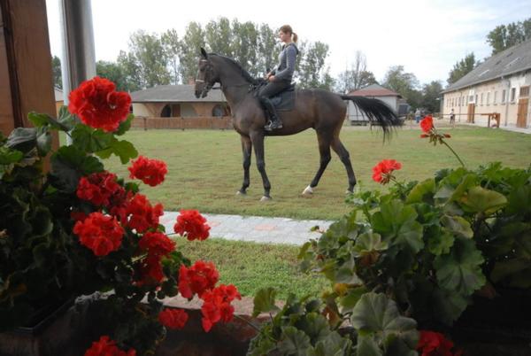 Bed and Breakfast Viktória Lovas Panzió