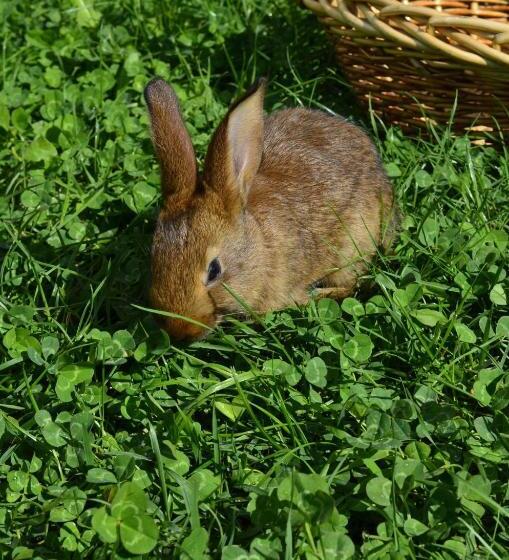 ベッドアンドブレックファースト Cà Ulivi