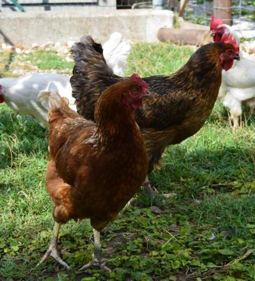 ベッドアンドブレックファースト Cà Ulivi