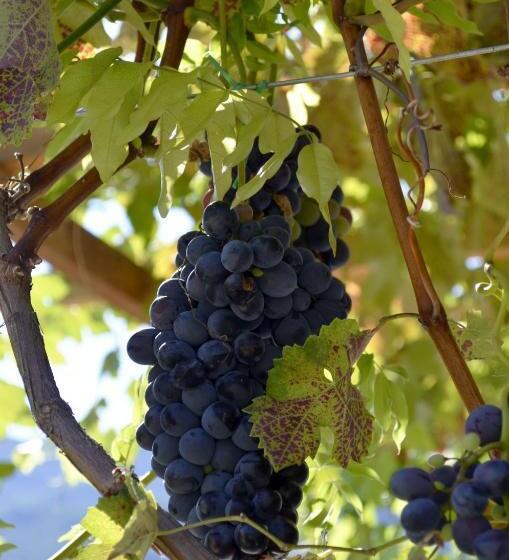 ベッドアンドブレックファースト Cà Ulivi