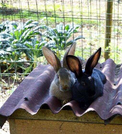 ベッドアンドブレックファースト Cà Ulivi