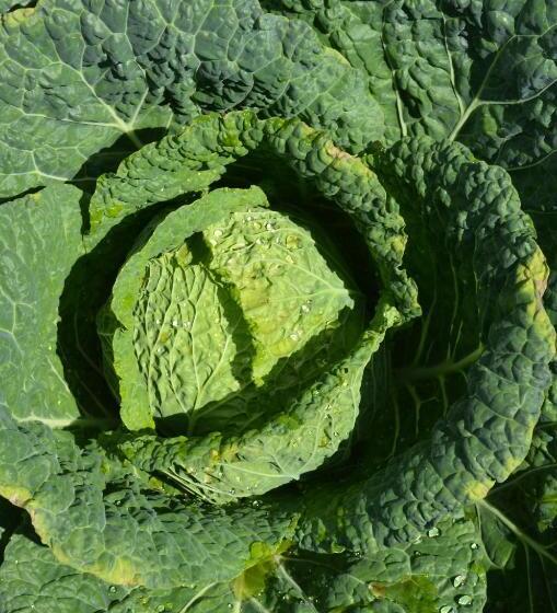 ベッドアンドブレックファースト Cà Ulivi