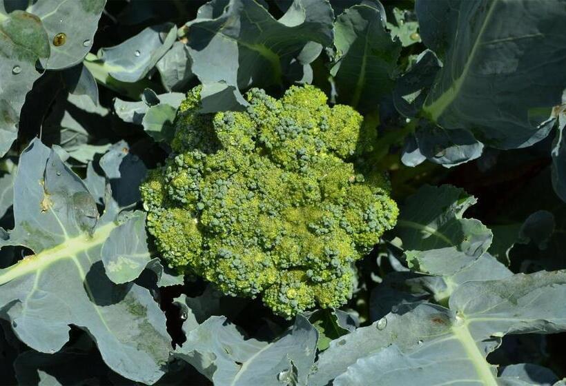 ベッドアンドブレックファースト Cà Ulivi