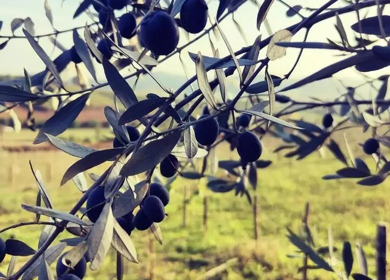 ホテル Monfrà   Ospitalità Rurale, Vigneti E Cantina