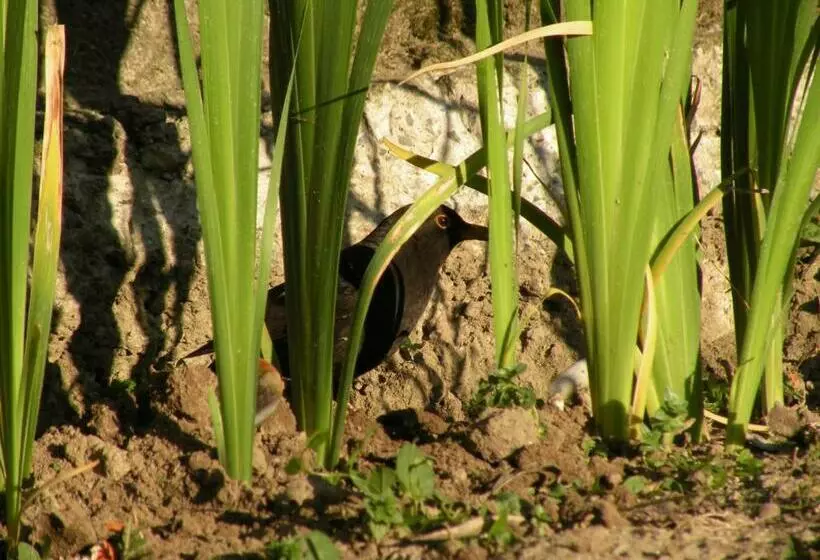 Aamiaismajoitus (B&B) Villa Galgani