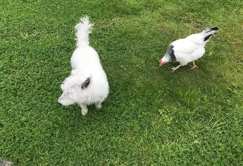Jacquie S B&b  Dumfries Room With A View   Hot Tub
