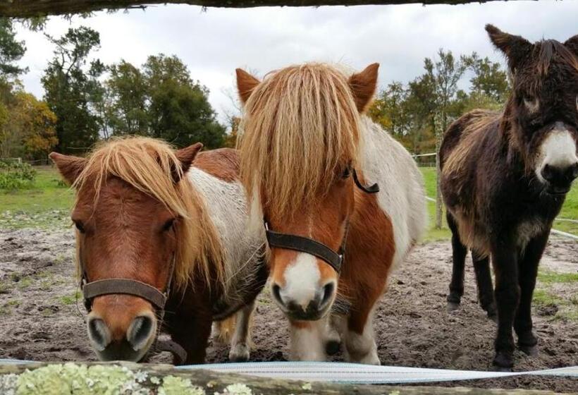 פנסיון Le Gahoun La Cosy