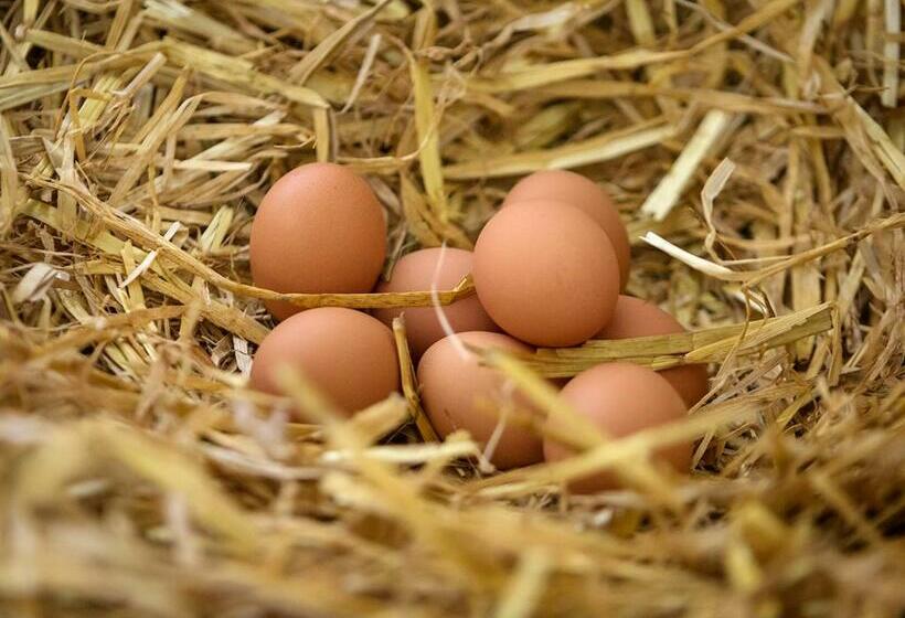 Coolcormack Stud B&b