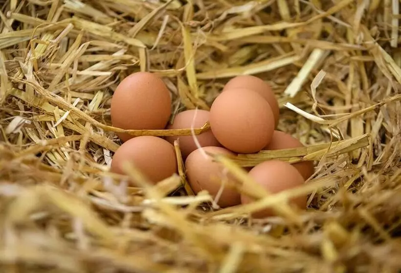 Coolcormack Stud B&b