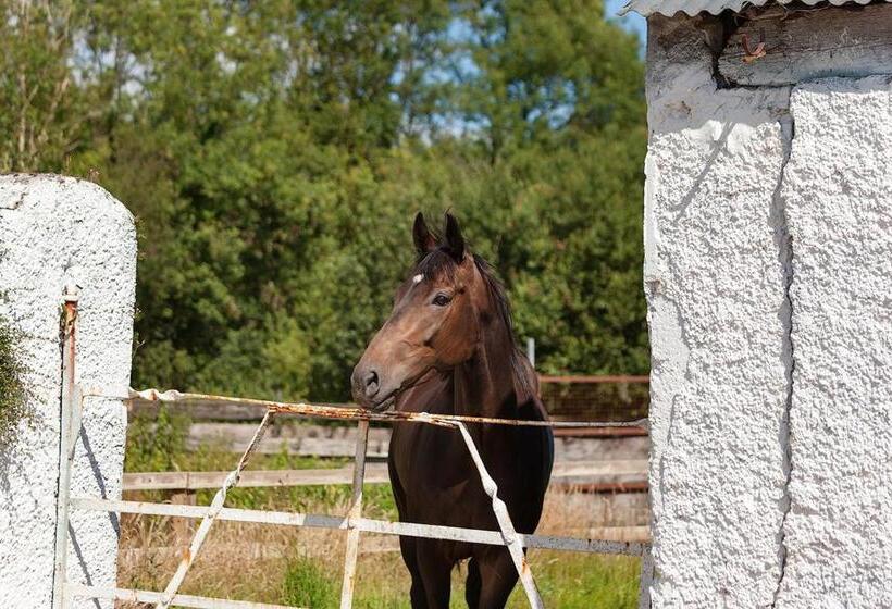 Coolcormack Stud B&b