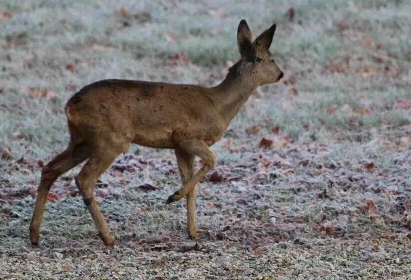 ベッドアンドブレックファースト Château De Praslins