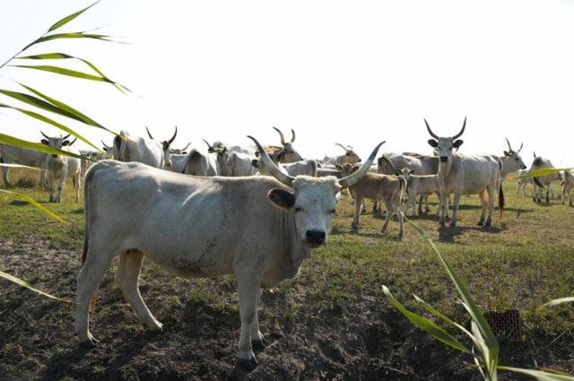 Пансион Doms Gästehaus