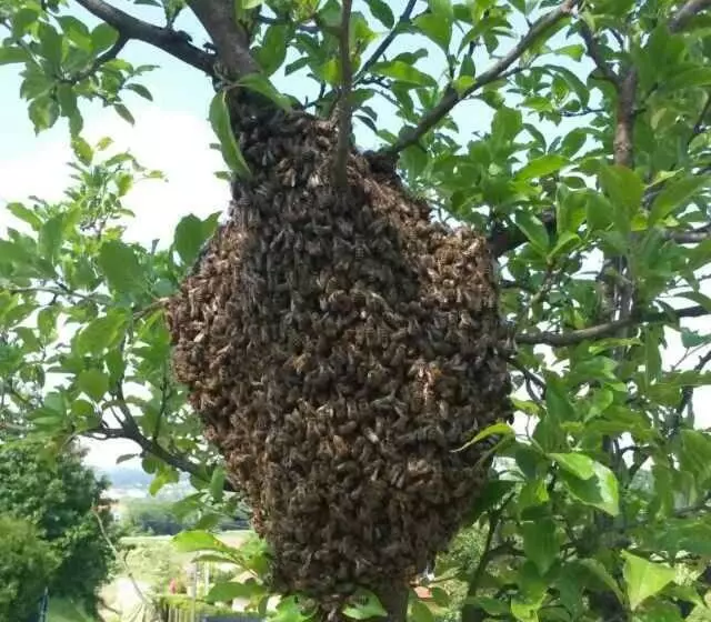 Aamiaismajoitus (B&B) Gästehaus Strini