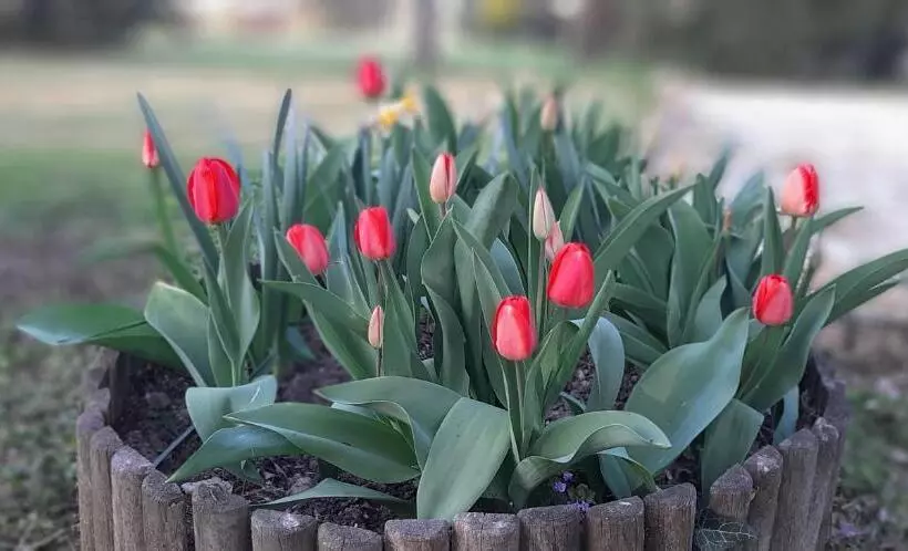 تختخواب و صبحانه La Torre Di Longara