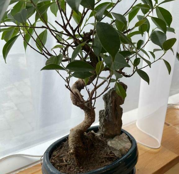 پانسیون Nocturno