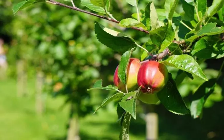 Majatalo Whitelough Rest