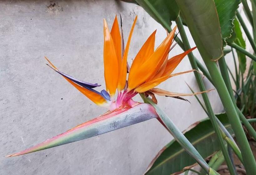 Strelitzia Park