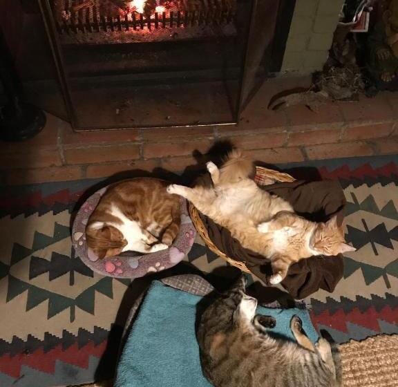 膳宿费 Old Joe S Kaia