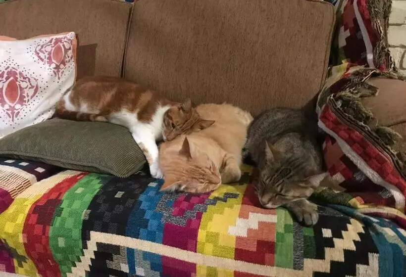 Majatalo Old Joe S Kaia