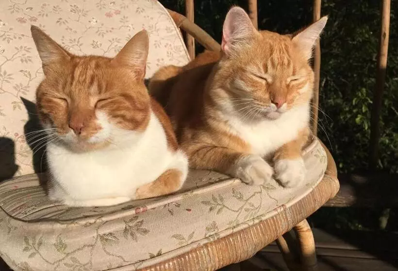 Majatalo Old Joe S Kaia