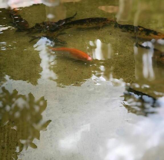 فندق صغير Chalés Recanto Moinho