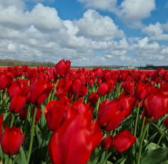 Bed and Breakfast Tamar 2