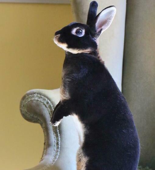 Newport House Bed & Breakfast